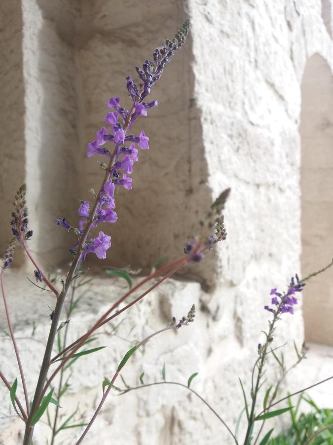 Trulli Di Puglia - Casa Vacanze In Valle D'Itria Martina Franca Extérieur photo